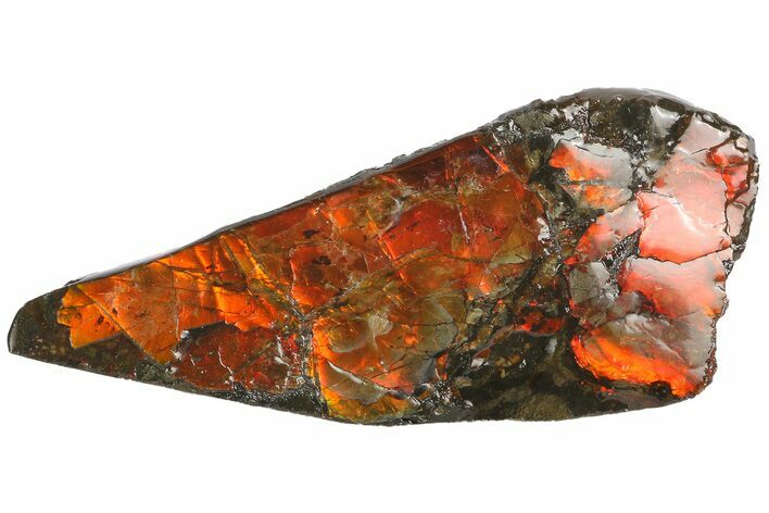 Iridescent Ammolite (Fossil Ammonite Shell) - Alberta, Canada #181196